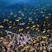 anthias_lr_mb_h_0609_png3158.jpg